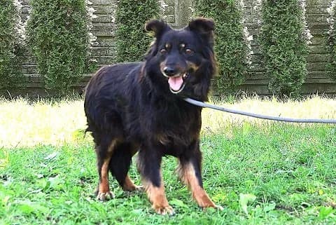Gabi - noch in Polen, female senior Mixed Breed for adoption at Fellgesichter in Not e.V., Lotte