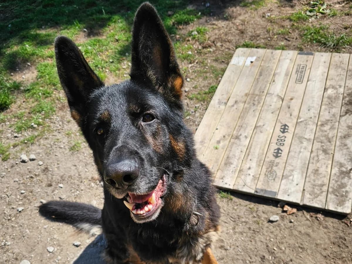 Hektor, male 6yo German Shepherd for adoption at Fellgesichter in Not e.V., Lotte