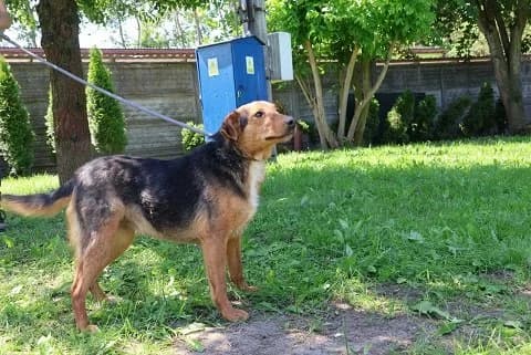 Karol, male 3yo Mixed Breed for adoption at Fellgesichter in Not e.V., Lotte