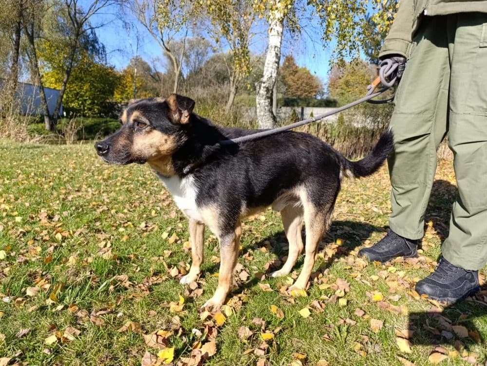 Kubus - noch in Polen, male 6yo Mixed Breed for adoption at Fellgesichter in Not e.V., Lotte