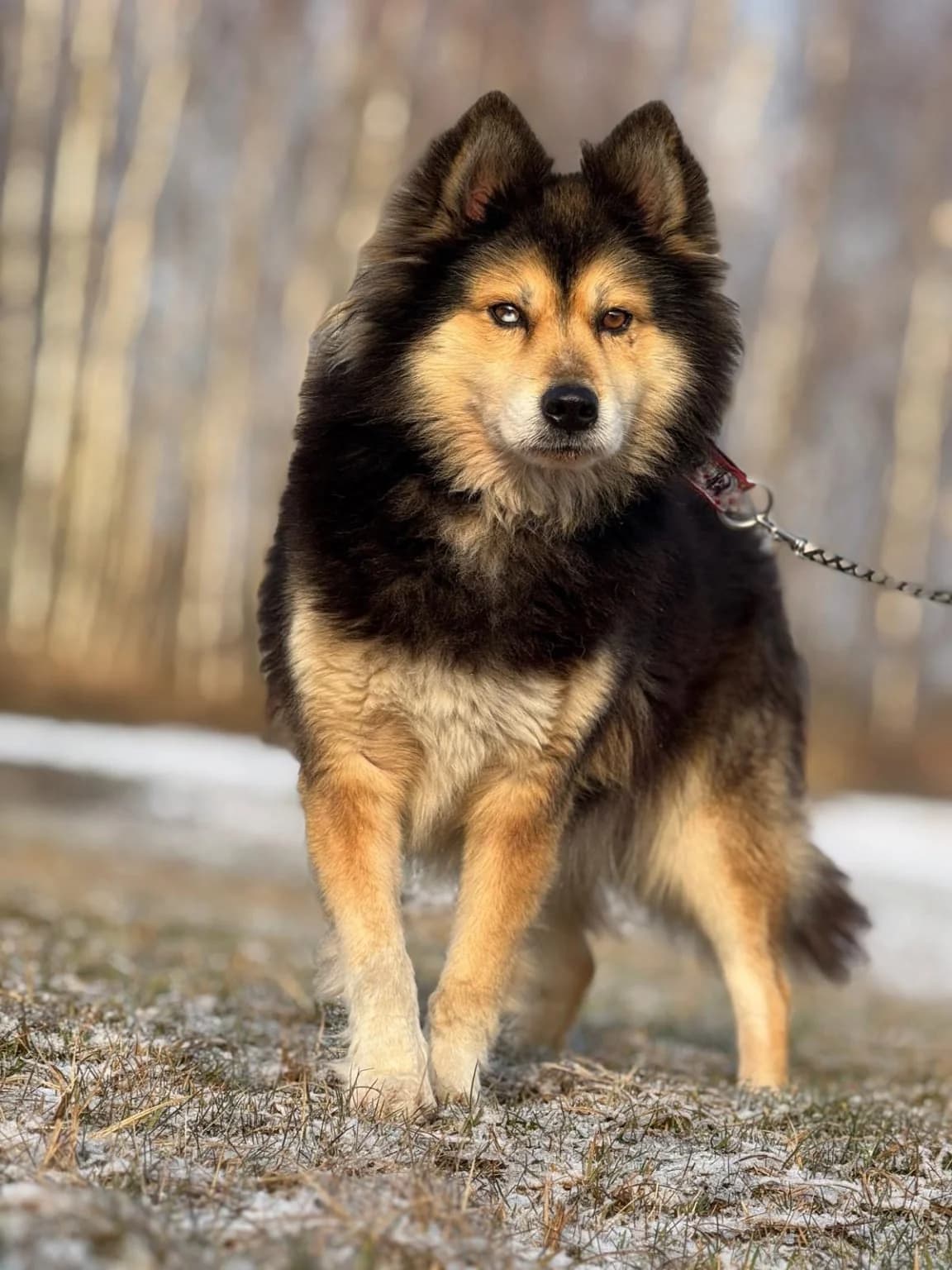Merkury - noch in Polen, male senior Mixed Breed for adoption at Fellgesichter in Not e.V., Lotte