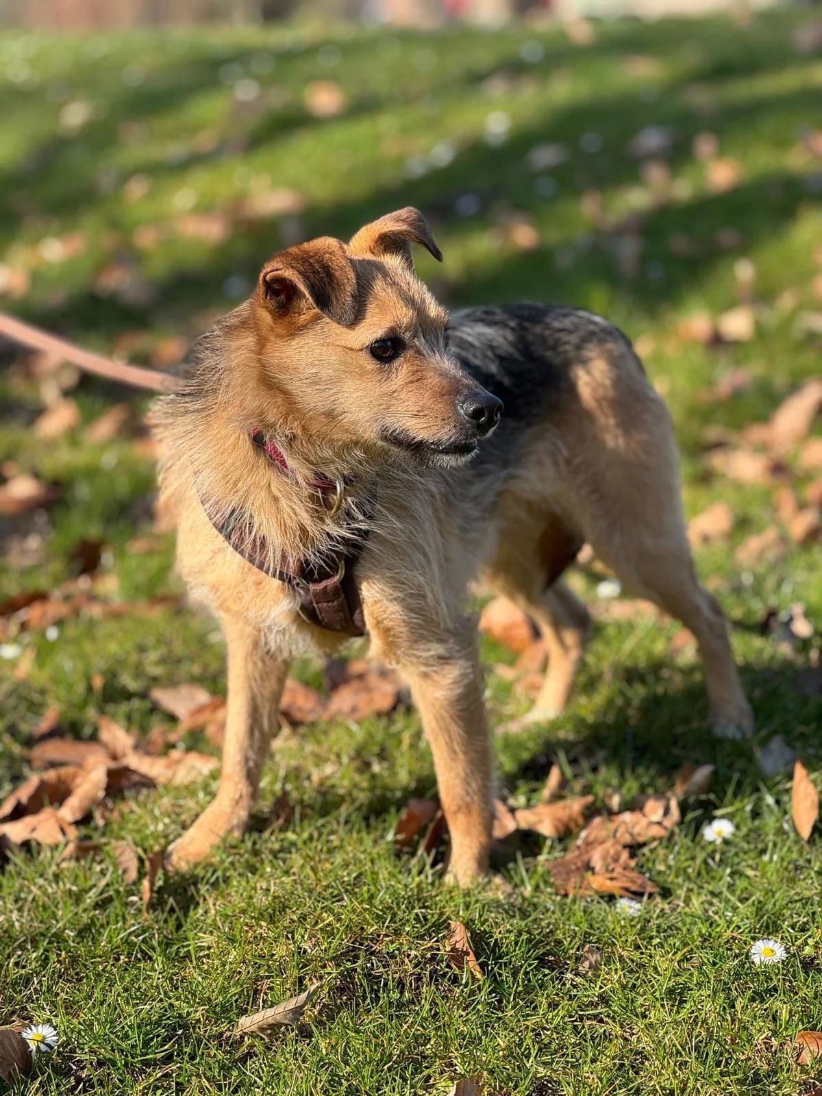 Nitka, female 7yo Mixed Breed for adoption at Fellgesichter in Not e.V., Lotte