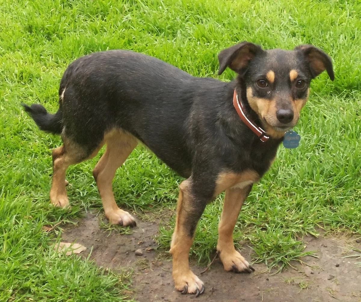 "Patenhund" Marlen, female senior Mixed Breed for adoption at Fellgesichter in Not e.V., Lotte