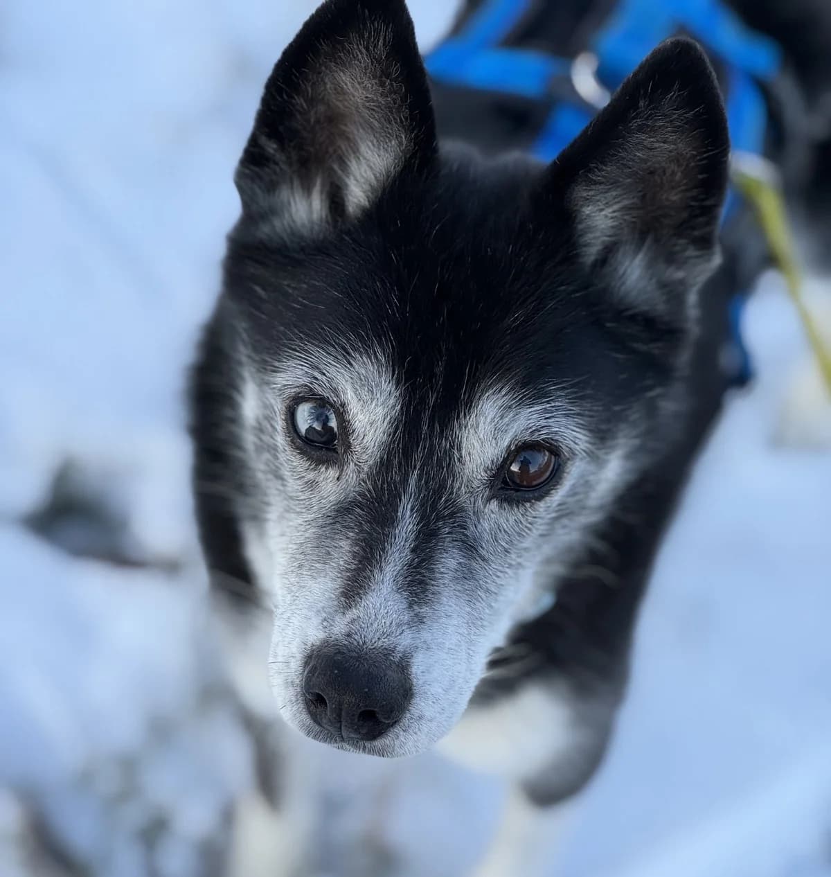 "Patenhund" Salsa, female senior Husky for adoption at Fellgesichter in Not e.V., Lotte