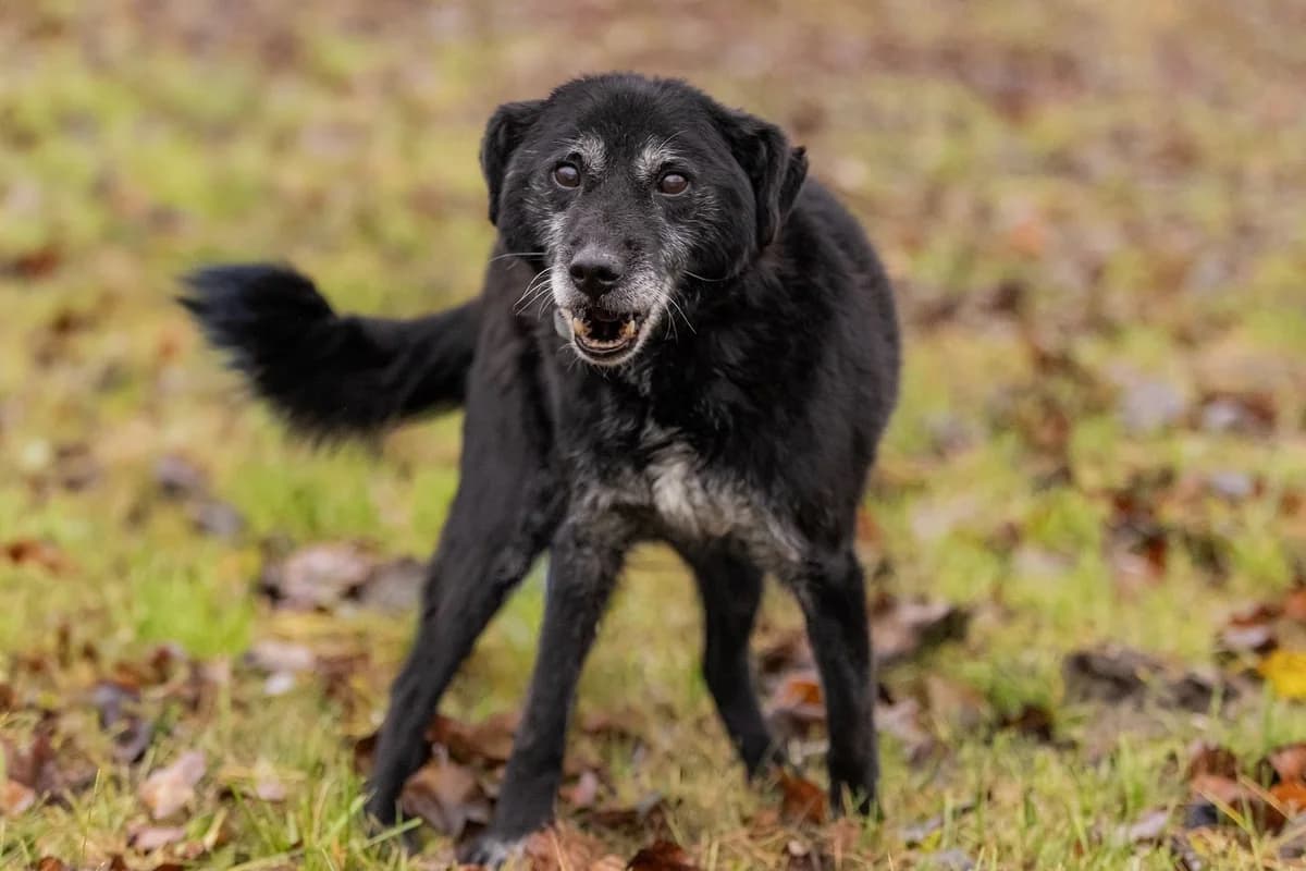 Senior - noch in Polen, male senior Mixed Breed for adoption at Fellgesichter in Not e.V., Lotte