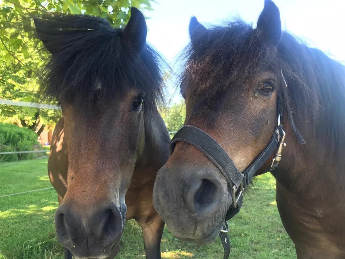 Sternchen & Stevie, female mixed breed for adoption at Fellgesichter in Not e.V., Lotte