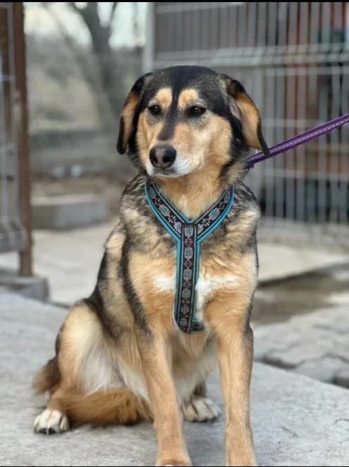 Szara, female 5yo Mixed Breed for adoption at Fellgesichter in Not e.V., Lotte