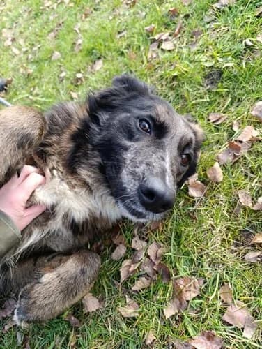 Zoja - noch in Polen, female young Mixed Breed for adoption at Fellgesichter in Not e.V., Lotte