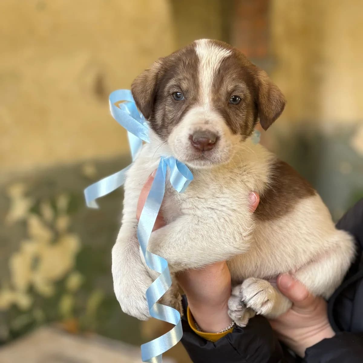 BRUNO, Mixed Breed for adoption at Fellhelden e.V.
