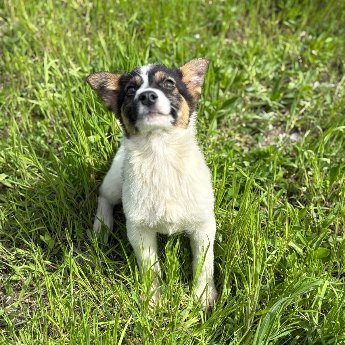 TRUDI, Mixed Breed for adoption at Fellhelden e.V.
