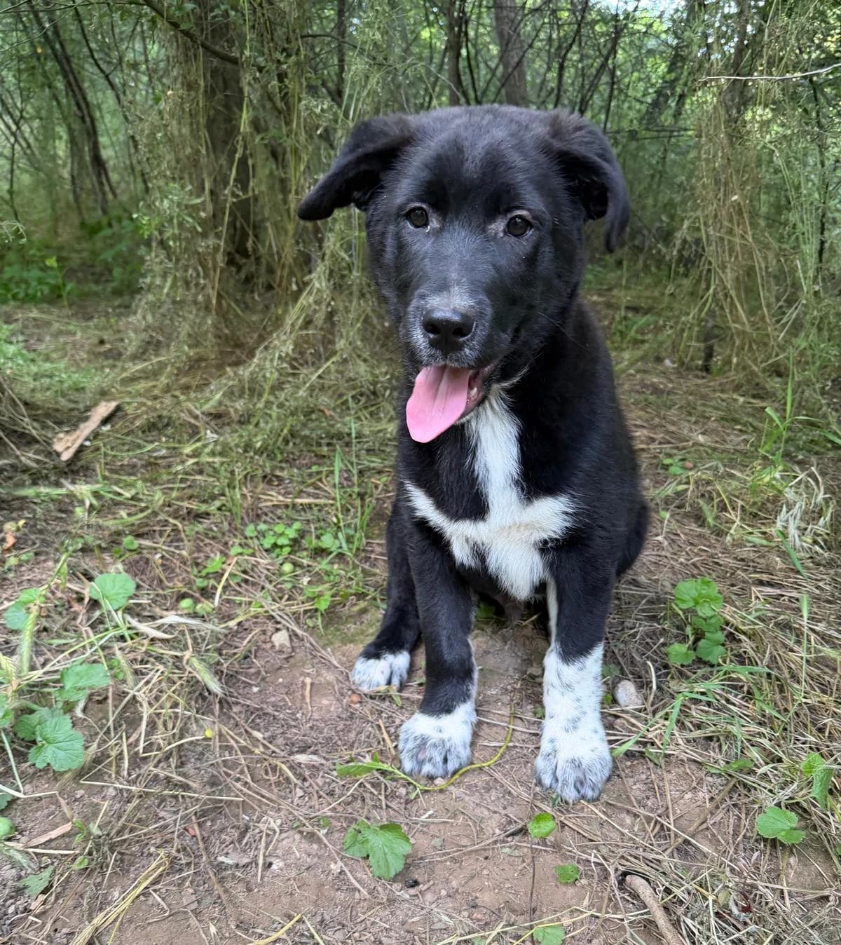 MONTU, Mixed Breed for adoption at Fellhelden e.V.