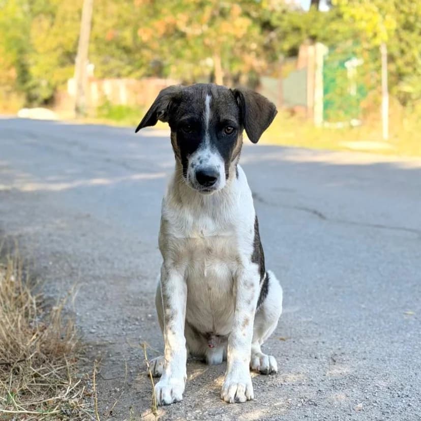 MAKI, Mixed Breed for adoption at Fellhelden e.V.