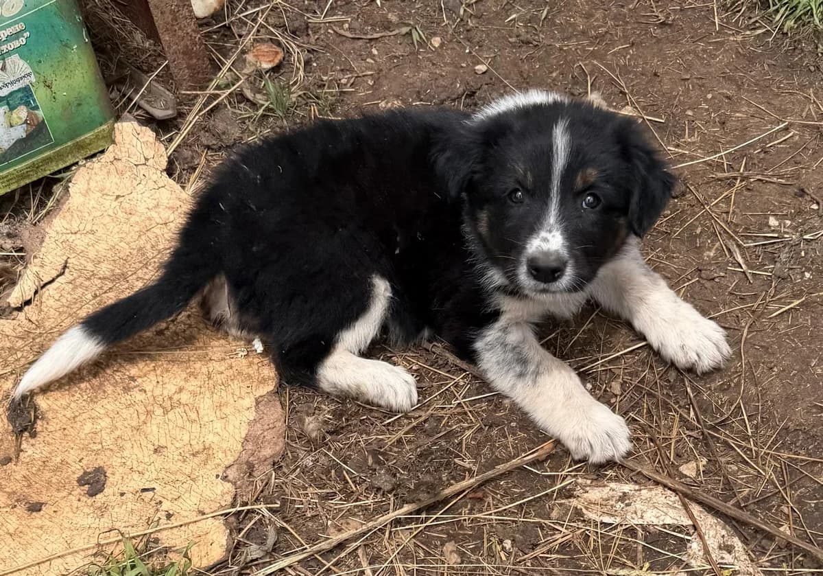 MUFFIN, Mixed Breed for adoption at Fellhelden e.V.