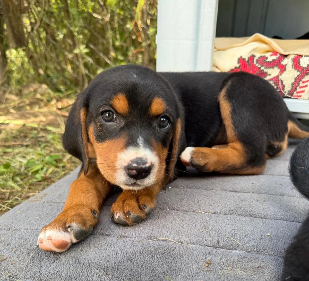 SORAYA, Mixed Breed for adoption at Fellhelden e.V.