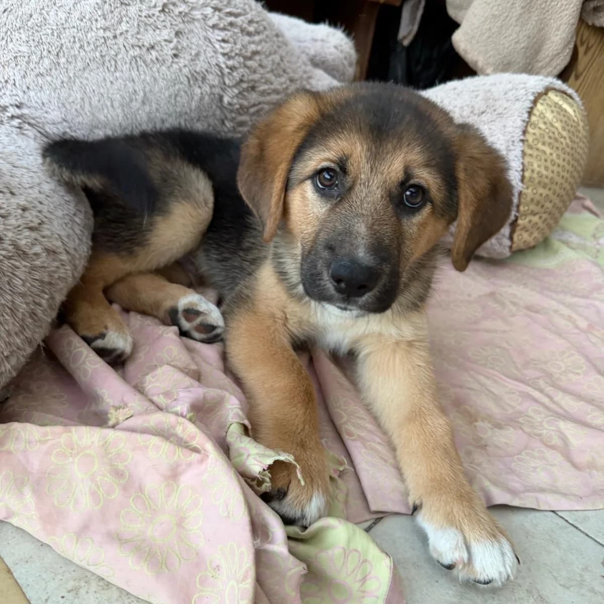 NAVARO, Mixed Breed for adoption at Fellhelden e.V.
