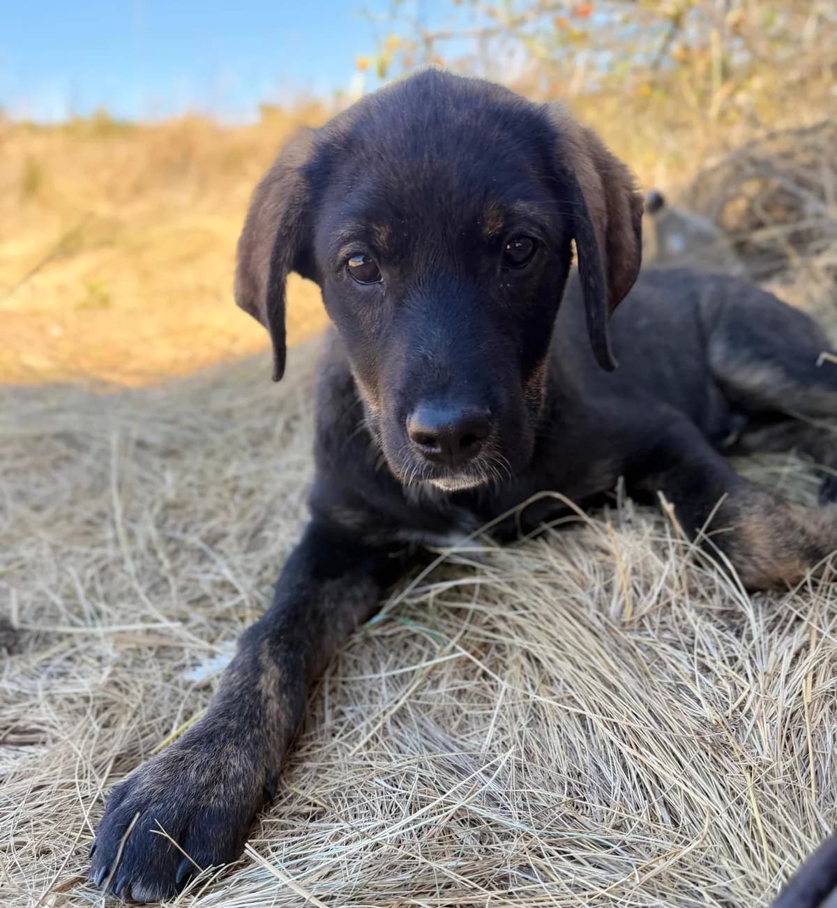 KATE, Mixed Breed for adoption at Fellhelden e.V.