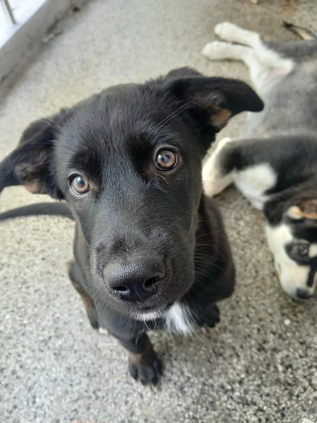 LADYBUG, Mixed Breed for adoption at Fellhelden e.V.