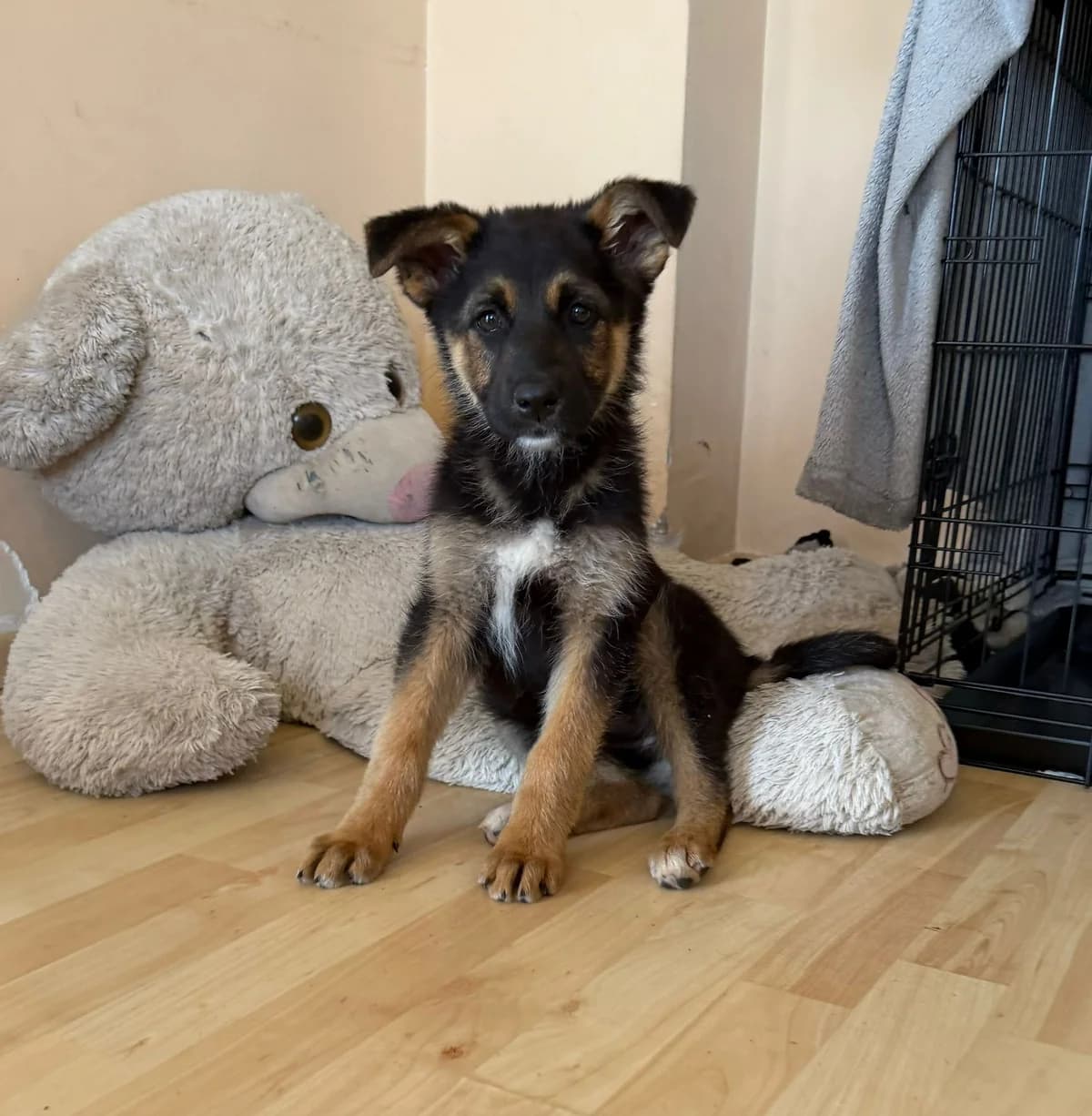 ANNA, Mixed Breed for adoption at Fellhelden e.V.