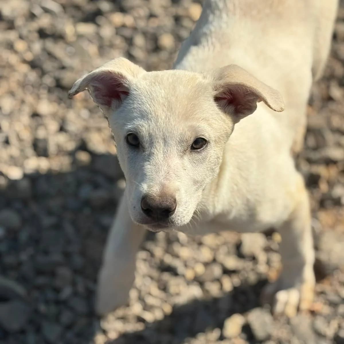 PIPPA, Mixed Breed for adoption at Fellhelden e.V.