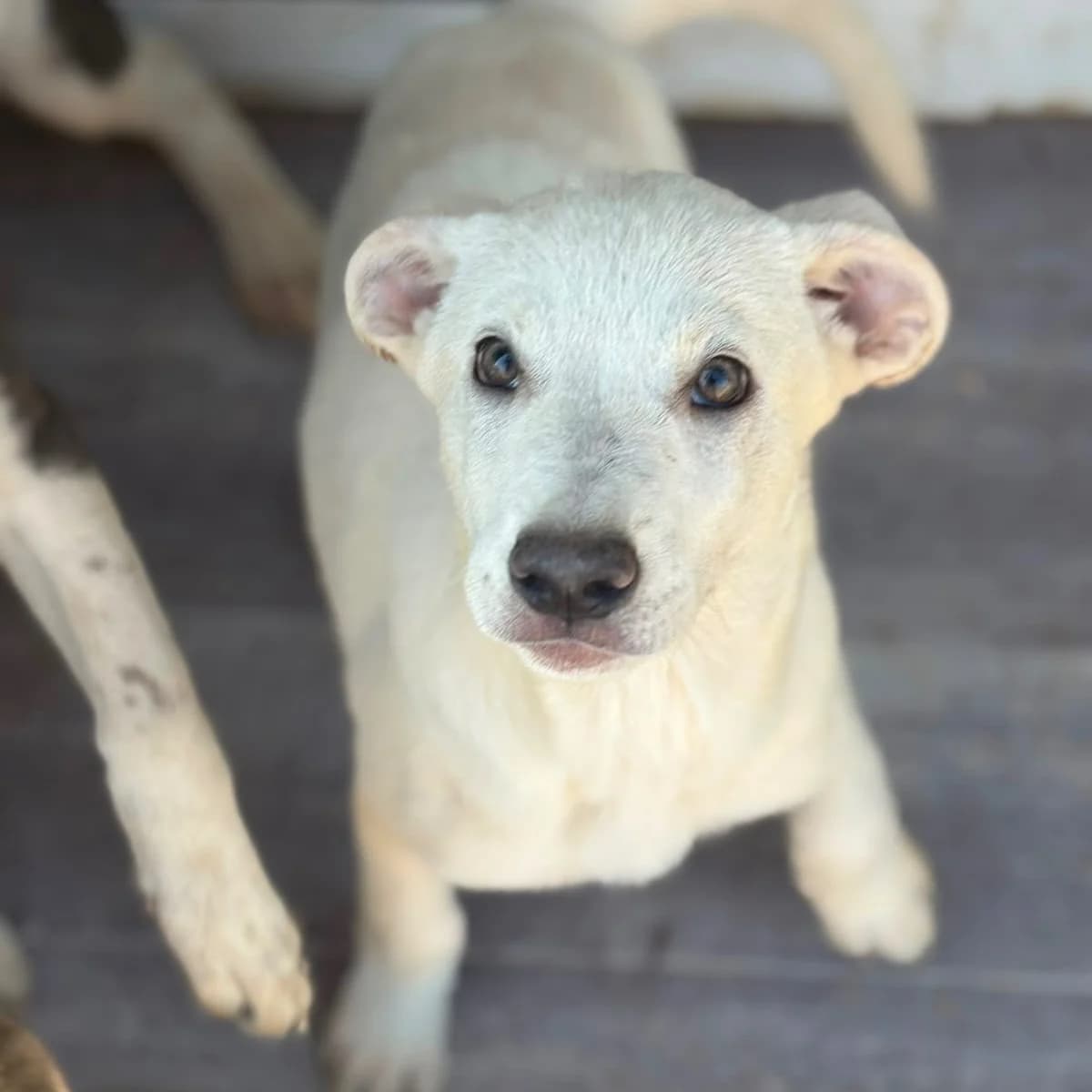 NALA, Mixed Breed for adoption at Fellhelden e.V.