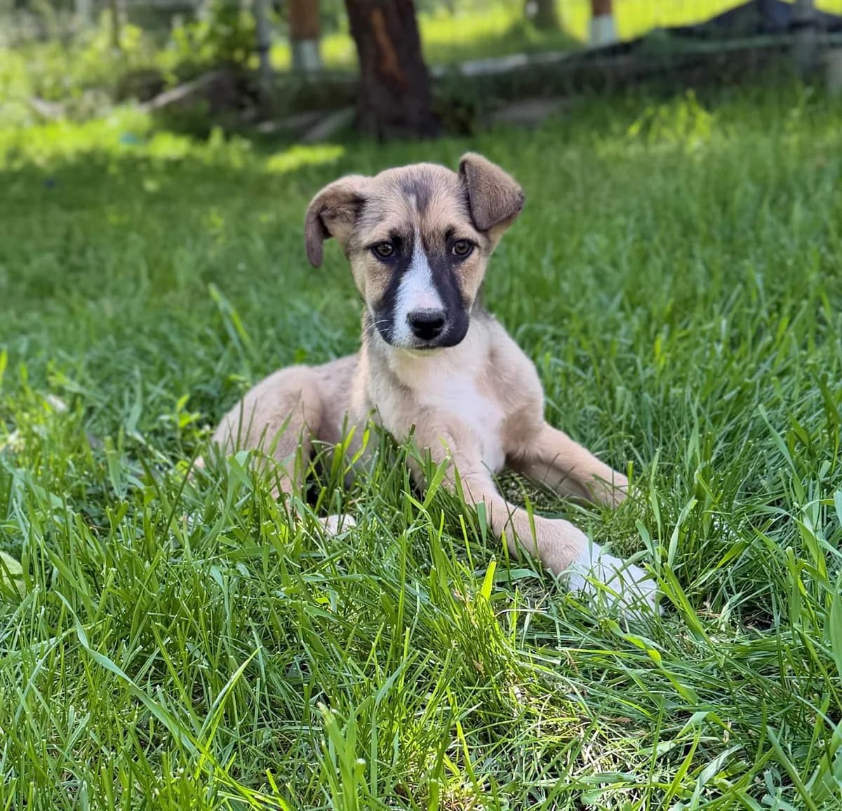 ADEM, Mixed Breed for adoption at Fellhelden e.V.