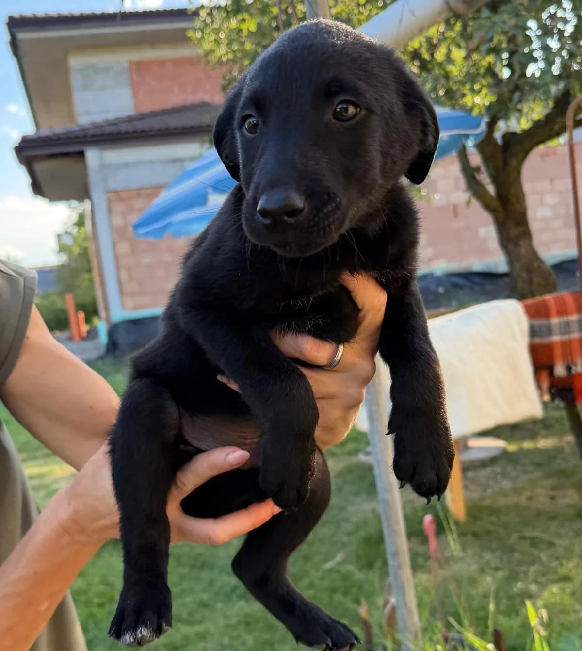 LORRIS, Mixed Breed for adoption at Fellhelden e.V.