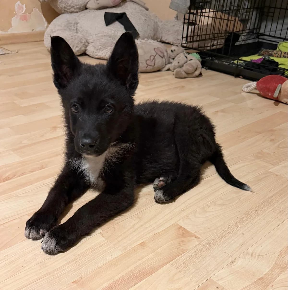 OLAF, Mixed Breed for adoption at Fellhelden e.V.