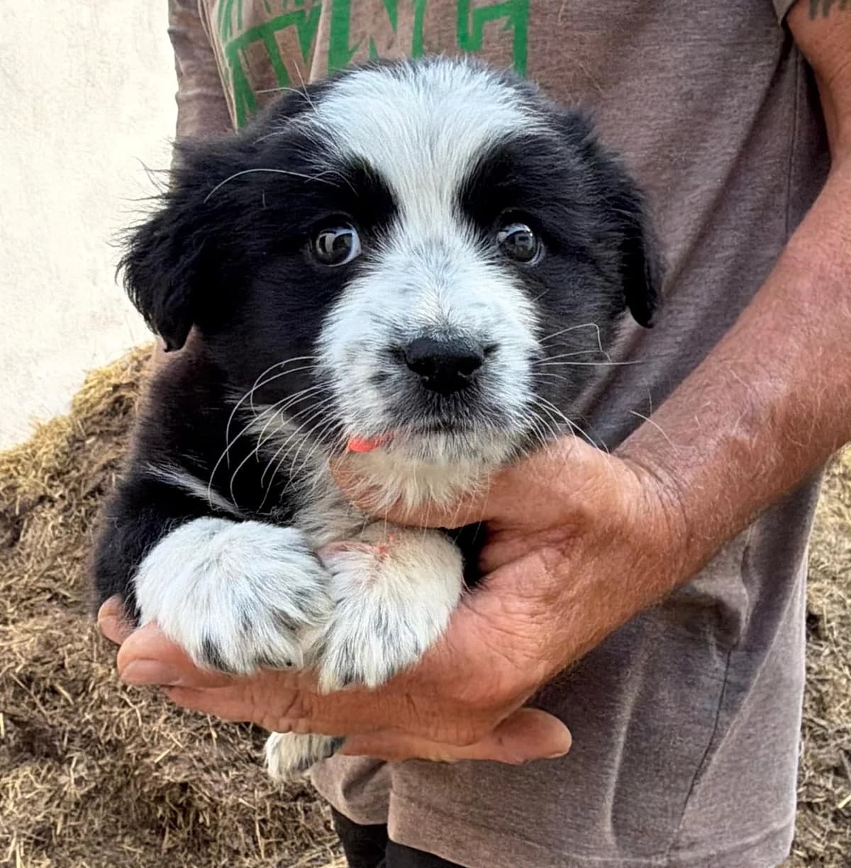 FAUNA, Mixed Breed for adoption at Fellhelden e.V.