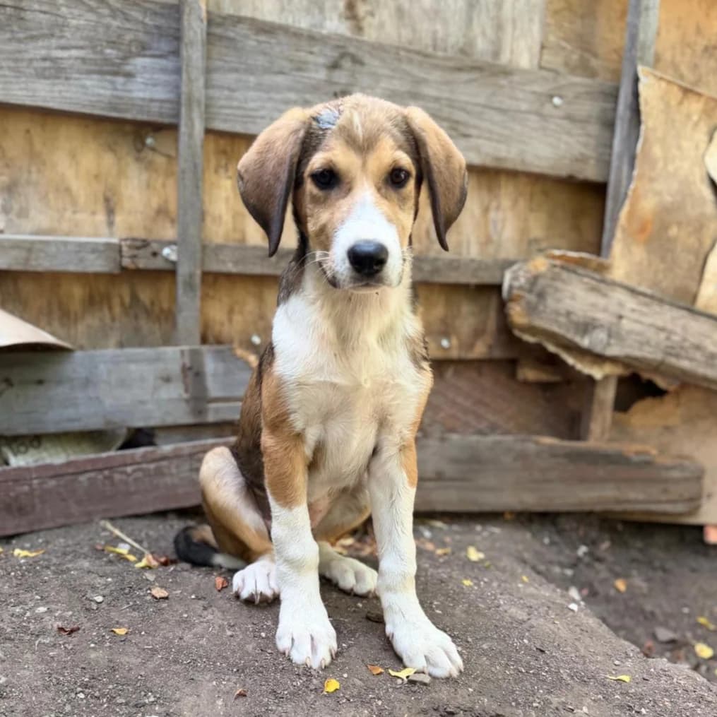 KATE, Mixed Breed for adoption at Fellhelden e.V.