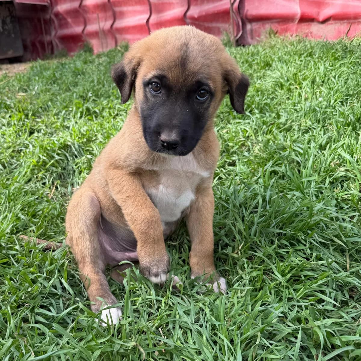 GLENN, Mixed Breed for adoption at Fellhelden e.V.
