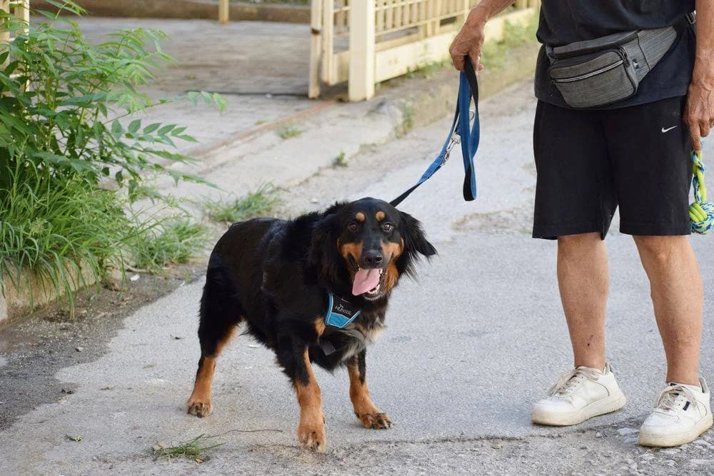 Arielle, female 4yo Mixed Breed for adoption at Fellnasen Stuttgart e.V., Stuttgart