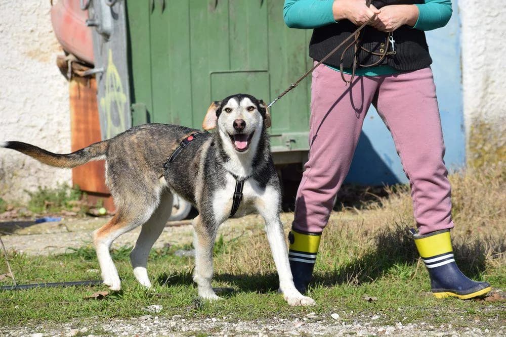 Mika, male young Mixed Breed for adoption at Fellnasen Stuttgart e.V., Stuttgart