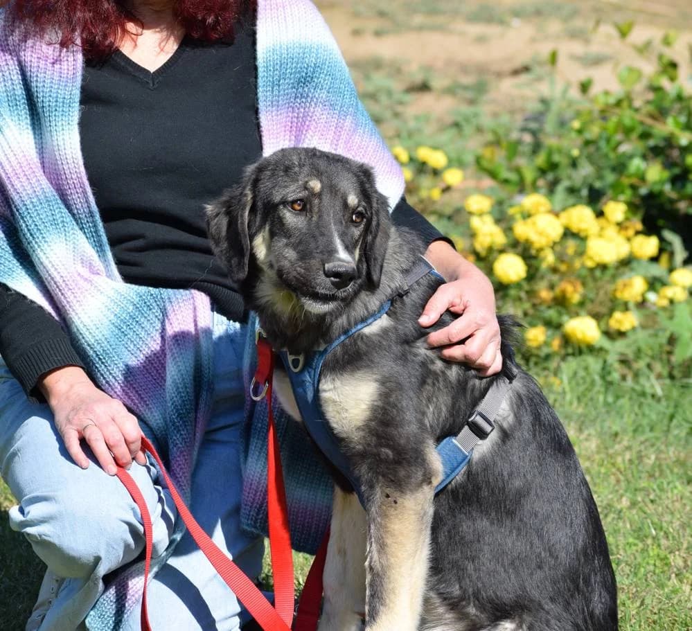 Wilma, female young Mixed Breed for adoption at Fellnasen Stuttgart e.V., Stuttgart