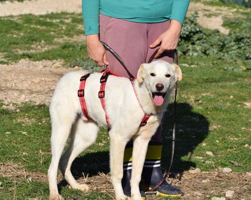 Marlo, male young Mixed Breed for adoption at Fellnasen Stuttgart e.V., Stuttgart
