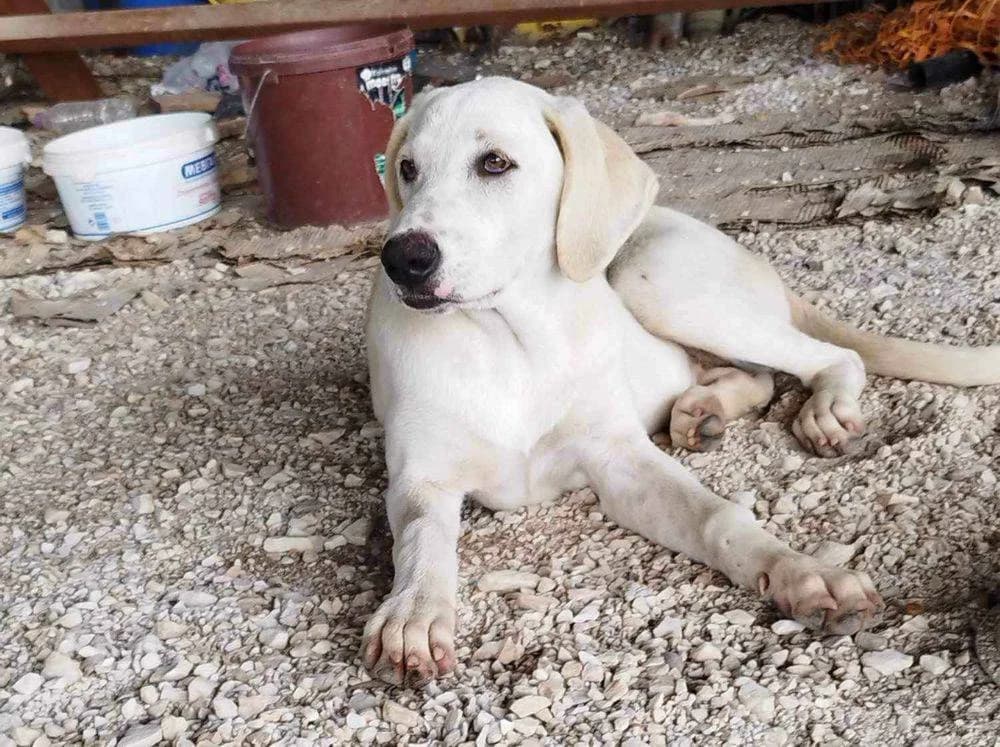 Farabella, female young Mixed Breed for adoption at Fellnasen Stuttgart e.V., Stuttgart
