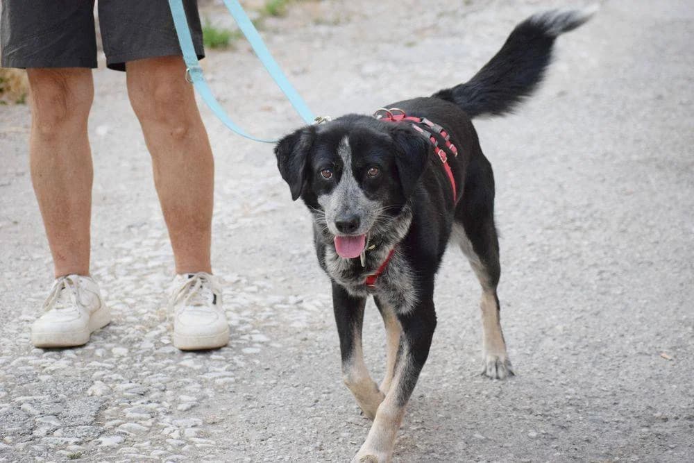 Lisa, female senior Mixed Breed for adoption at Fellnasen Stuttgart e.V., Stuttgart
