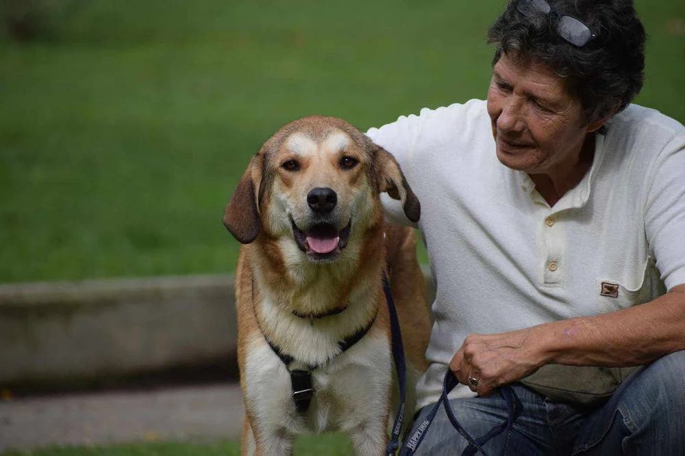 Carlito, male 5yo Mixed Breed for adoption at Fellnasen Stuttgart e.V., Stuttgart