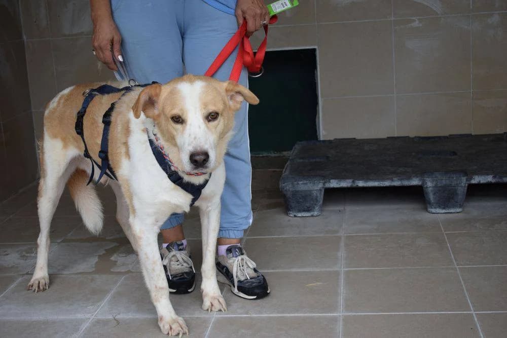 Pinto, male 7yo Mixed Breed for adoption at Fellnasen Stuttgart e.V., Stuttgart