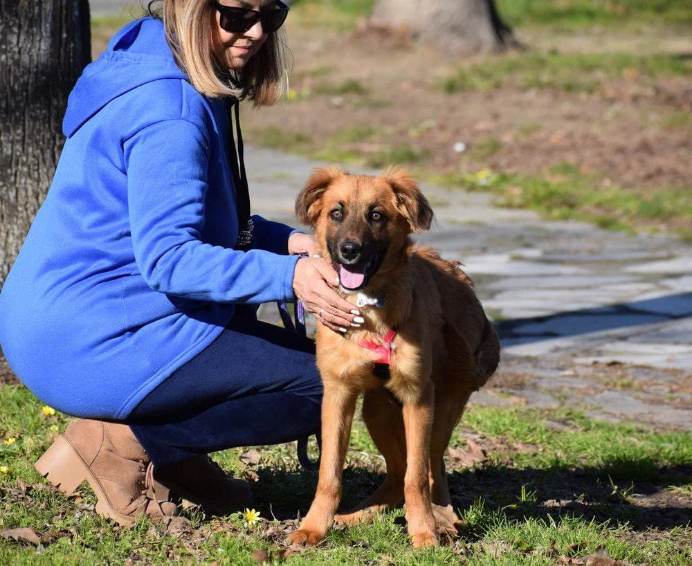 Shelby, male 3yo Mixed Breed for adoption at Fellnasen Stuttgart e.V., Stuttgart