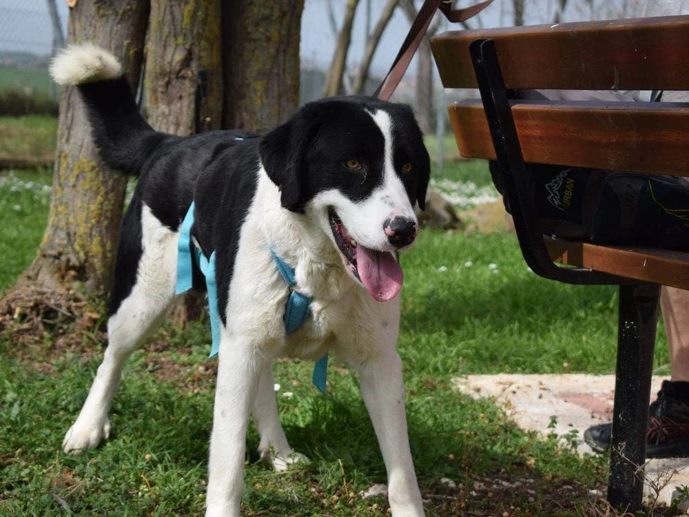 Abby, female young Mixed Breed for adoption at Fellnasen Stuttgart e.V., Stuttgart