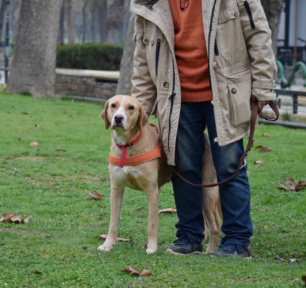 Nella, female 4yo Mixed Breed for adoption at Fellnasen Stuttgart e.V., Stuttgart
