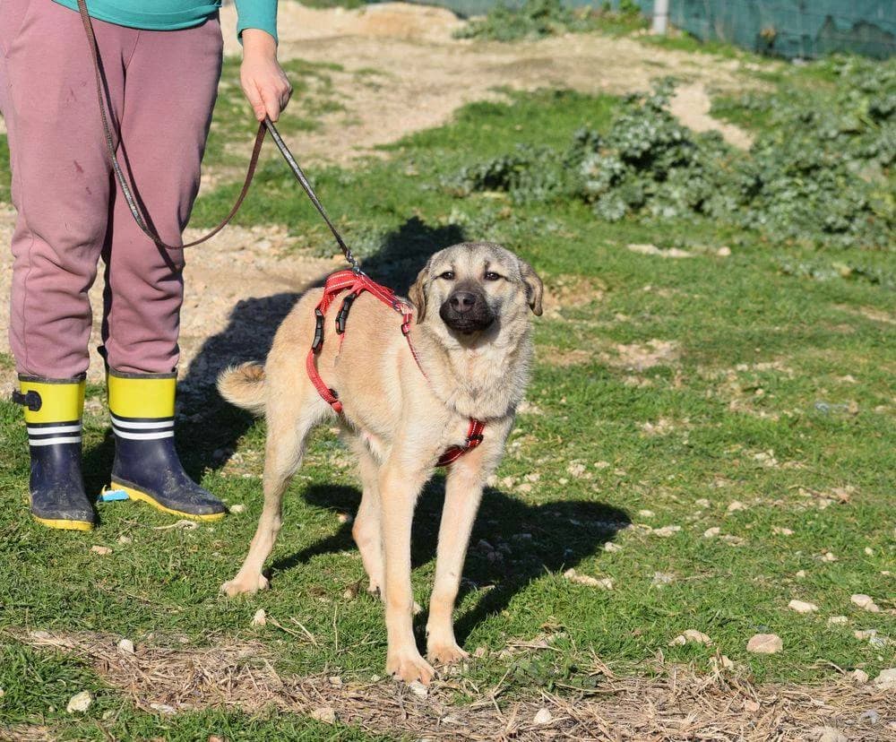 Nelly, female young Mixed Breed for adoption at Fellnasen Stuttgart e.V., Stuttgart
