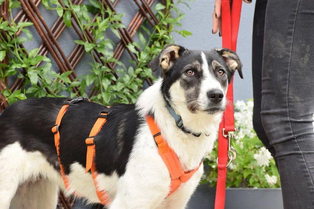 Alina, female young Mixed Breed for adoption at Fellnasen Stuttgart e.V., Stuttgart