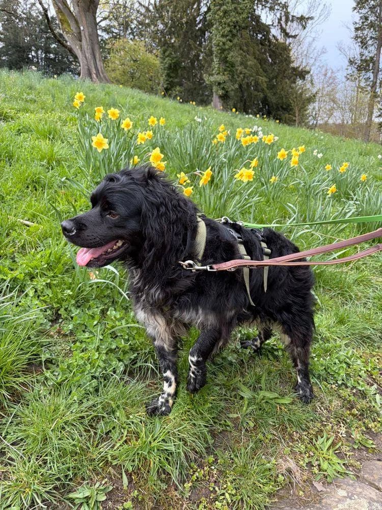 Pixel, male 7yo Mixed Breed for adoption at Fellnasen Stuttgart e.V., Stuttgart