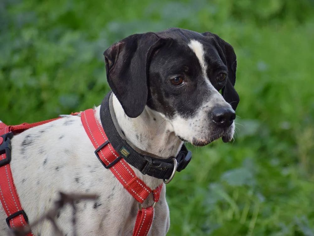 Tinkerbell, female senior Mixed Breed for adoption at Fellnasen Stuttgart e.V., Stuttgart