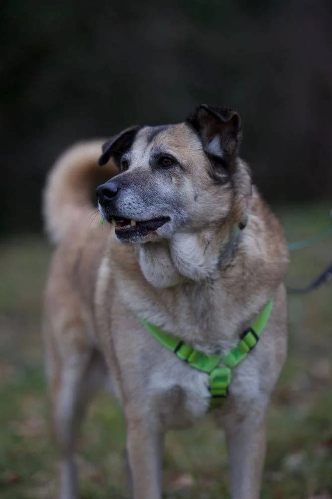 Sam, male senior Mixed Breed for adoption at Fellnasen Stuttgart e.V., Stuttgart