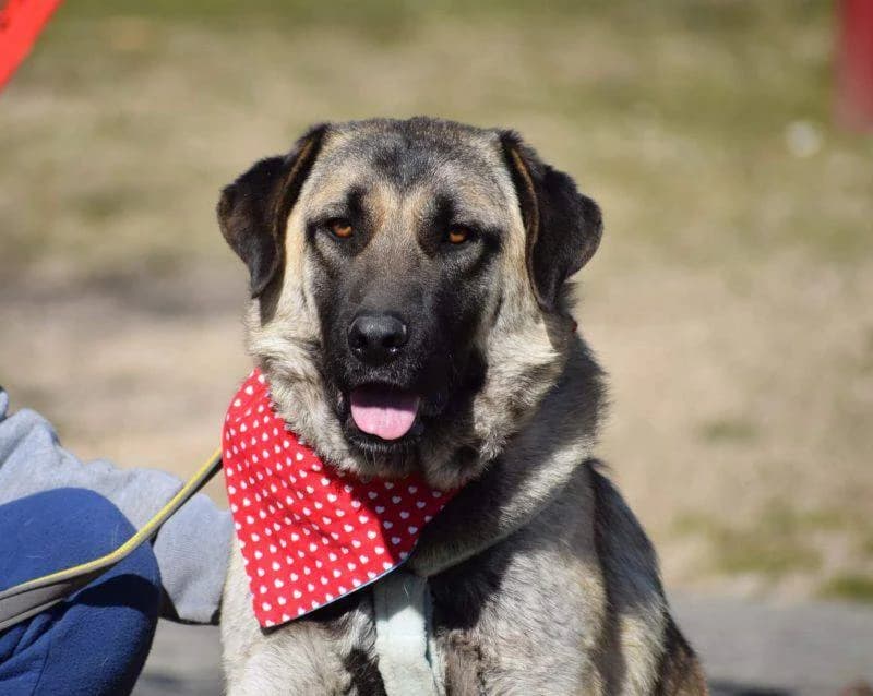 Ronja, female senior Mixed Breed for adoption at Fellnasen Stuttgart e.V., Stuttgart