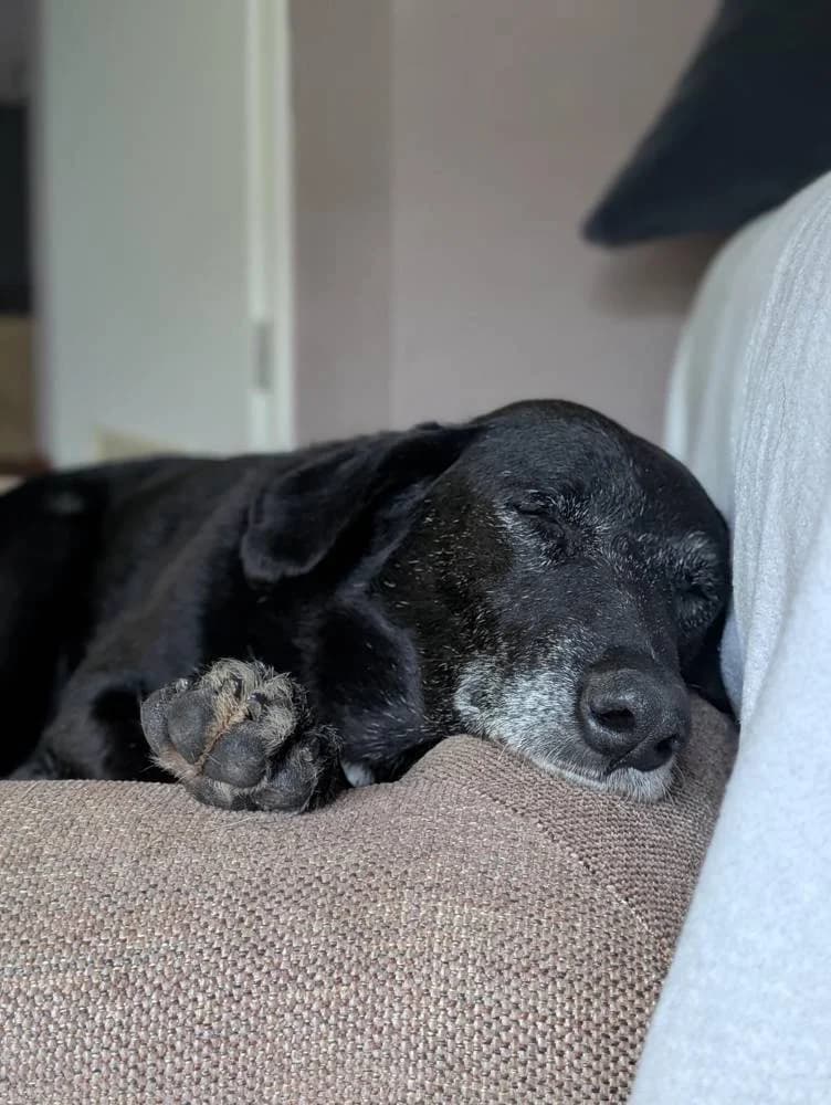 Dino, male senior Mixed Breed for adoption at Fellnasen Stuttgart e.V., Stuttgart