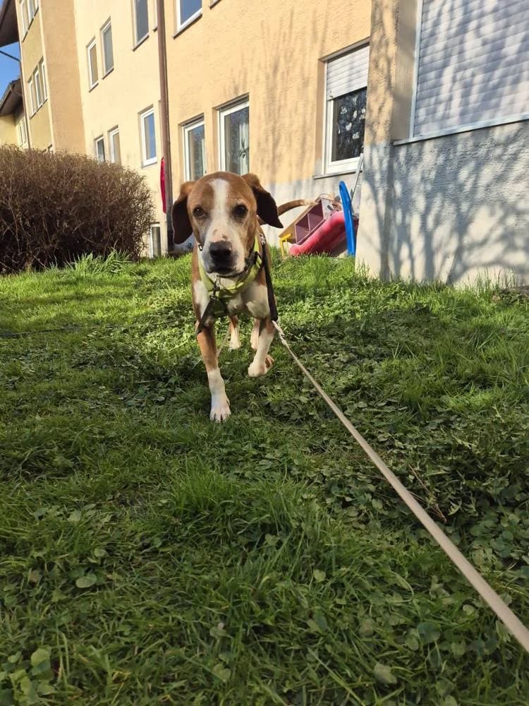 Chrispy, male senior Mixed Breed for adoption at Fellnasen Stuttgart e.V., Stuttgart