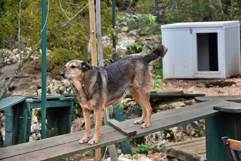 Kalamiti, female senior Mixed Breed for adoption at Fellnasen Stuttgart e.V., Stuttgart